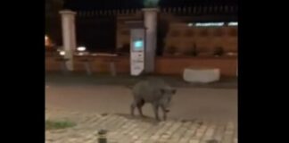 Καθηγητής ΑΠΘ για αγριογούρουνα στη Θεσσαλονίκη: Σοβαρό το πρόβλημα – Μόνη λύση η θανάτωση