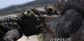 Το “κροκοδειλάκι”, ο Ελληνικός δράκος, σε ένα βίντεο