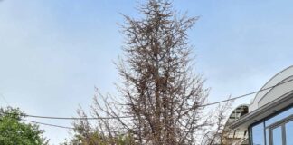 Καταστράφηκε το μεγαλύτερο έλατο στο κέντρο του Ωραιοκάστρου,φώτο