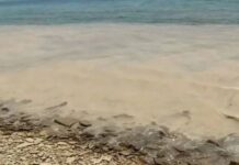 Στις παραλίες της Λήμνου έφτασε η βλέννα από τη θάλασσα του Μαρμαρά