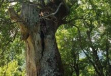 Το αρχαιότερο τραγούδι στον κόσμο θα ακουστεί στις αιωνόβιες βελανιδιές στο όρος Πάικο
