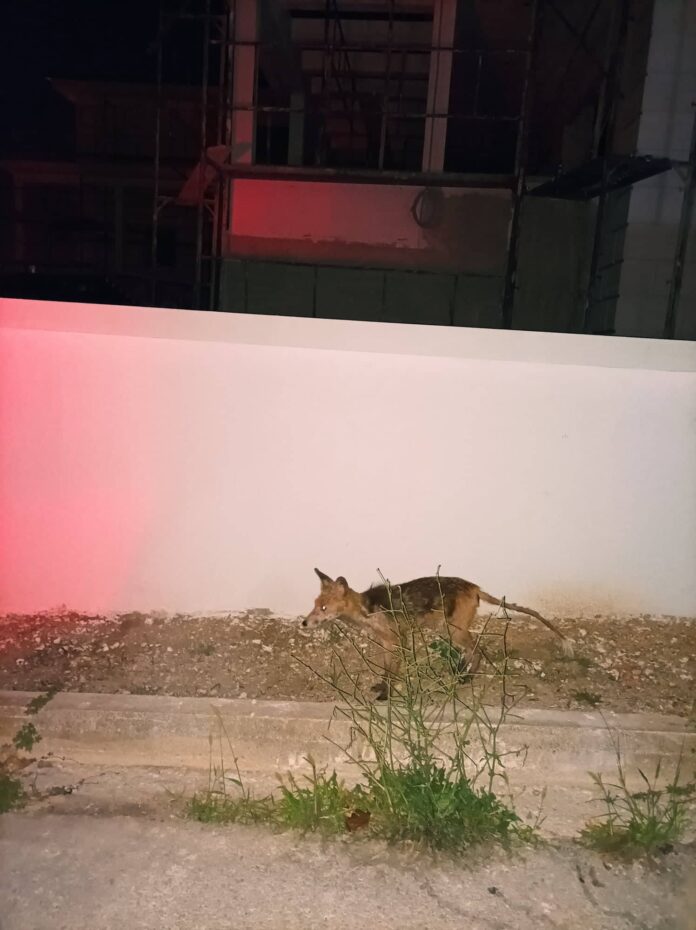 αλεπου