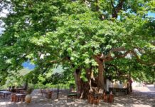 Επιτροπή Περιβάλλοντος Βουλής: Προστασία των υπεραιωνόβιων δέντρων ηλικίας 1.000 ετών