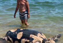 Τεράστια χελώνα νεκρή ξεβράστηκε στην Ασπροβάλτα