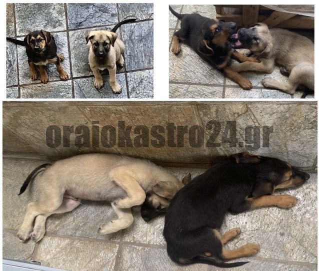 Στιγμιότυπο οθόνης 2021-08-29 115233