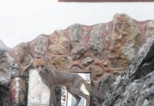 Ωραιόκαστρο: Αλεπού μπήκε μέσα στο σπιτάκι της Αγίας Παρασκευής, βίντεο