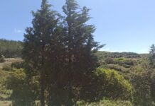 Π.Τσακίρης: Ανυπόστατες οι καταγγελίες για τις επεμβάσεις του Δήμου Ωραιοκάστρου στο Δασόκτημα Ωραιοκάστρου
