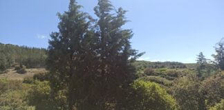 Π.Τσακίρης: Ανυπόστατες οι καταγγελίες για τις επεμβάσεις του Δήμου Ωραιοκάστρου στο Δασόκτημα Ωραιοκάστρου