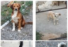Ωραιόκαστρο Αδέσποτα: Μετά απο 3 χρόνια δόθηκαν για υιοθεσία στην Αθήνα