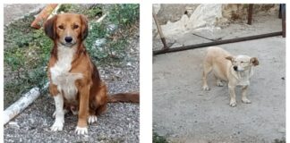 Ωραιόκαστρο Αδέσποτα: Μετά απο 3 χρόνια δόθηκαν για υιοθεσία στην Αθήνα