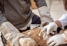 Προοπτική δημιουργίας Νοσοκομείου Περίθαλψης Άγριας Ζωής στη Θεσσαλονiκη