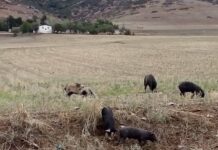 Ωραιόκαστρο ΠΡΟΣΟΧΗ: Κυκλοφορούν ανεξέλεγκτα αγριογούρουνα στο δρόμο