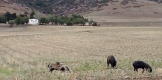 Ωραιόκαστρο ΠΡΟΣΟΧΗ: Κυκλοφορούν ανεξέλεγκτα αγριογούρουνα στο δρόμο
