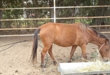 ΑΠΘ: Σε άριστη κατάσταση τα σκυριανά αλογάκια – Απάντηση στον σύλλογο προστασίας ιπποειδών
