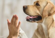 Pet Therapy: Πώς τα ζώα και οι άνθρωποι θεραπεύουν ο ένας τον άλλο