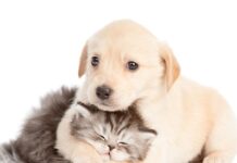 pet.gov.gr : Οι υπηρεσίες για τα ζώα συντροφιάς
