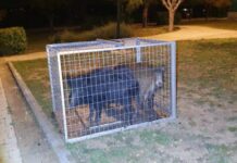 Επιτυχής απομάκρυνση αγριόχοιρων από το Δασαρχείο Θεσσαλονίκης, βίντεο