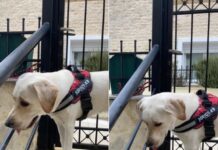 Βρέθηκε στο Ωραιόκαστρο – Όποιος την αναζητά μπορεί να επικοινωνήσει