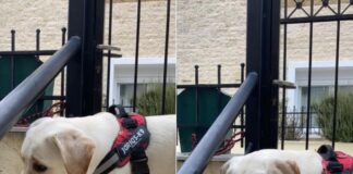 Βρέθηκε στο Ωραιόκαστρο – Όποιος την αναζητά μπορεί να επικοινωνήσει