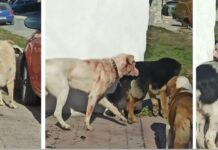 Ωραιόκαστρο: Στο δημοτικό συμβούλιο το πρόβλημα των αδέσποτων – Οι απαντήσεις των αρμοδίων