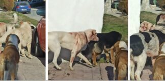Ωραιόκαστρο: Στο δημοτικό συμβούλιο το πρόβλημα των αδέσποτων – Οι απαντήσεις των αρμοδίων