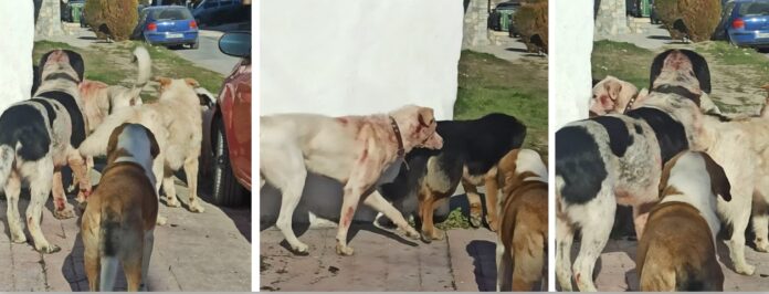 αδεσποτα λητη