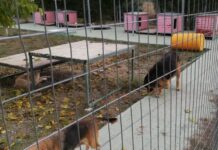 Αδέσποτα: Με το πρόγραμμα “Φιλόδημος ΙΙ” χτίζεται καταφύγιο 33.000 στην Χαλκιδική
