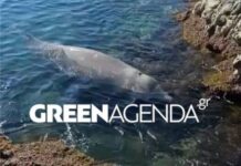 Tι έδειξε η νεκροψία για τον «Σωτήρη»