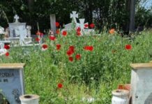 Ωραιόκαστρο: Σε πλήρη εγκατάλειψη τα κοιμητήρια – “Χάθηκαν” στα χόρτα τα μνήματα
