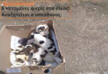Αδιανόητο! Μια κούτα με κουτάβια εγκαταλείφτηκαν σε πάρκο απο τον δήμο Ωραιοκάστρου