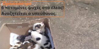 Αδιανόητο! Μια κούτα με κουτάβια εγκαταλείφτηκαν σε πάρκο απο τον δήμο Ωραιοκάστρου