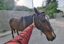 Άλογο κόβει βόλτες στους δρόμους του Ωραιοκάστρου