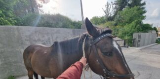Άλογο κόβει βόλτες στους δρόμους του Ωραιοκάστρου