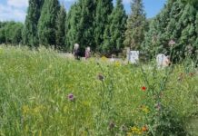 Ωραιόκαστρο: Εκτός τα χόρτα θα τους φάνε και τα φίδια στα κοιμητήρια – “Μπαλάκι” οι ευθύνες