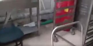 Θεσσαλονίκη: Αρουραίος κυκλοφορεί στην κουζίνα του ΑΠΘ, βίντεο