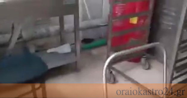 ποντικι