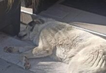 Αδέσποτο του δήμου Ωραιοκάστρου βρέθηκε στο Ρετζίκι