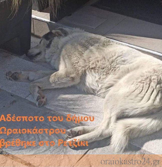 αδεσποτο