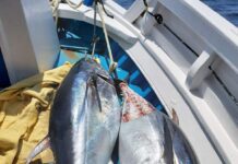 Κατάσχεση δύο ερυθρών τόνων 300 κιλών από το Λιμενικό
