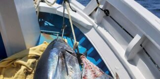 Κατάσχεση δύο ερυθρών τόνων 300 κιλών από το Λιμενικό