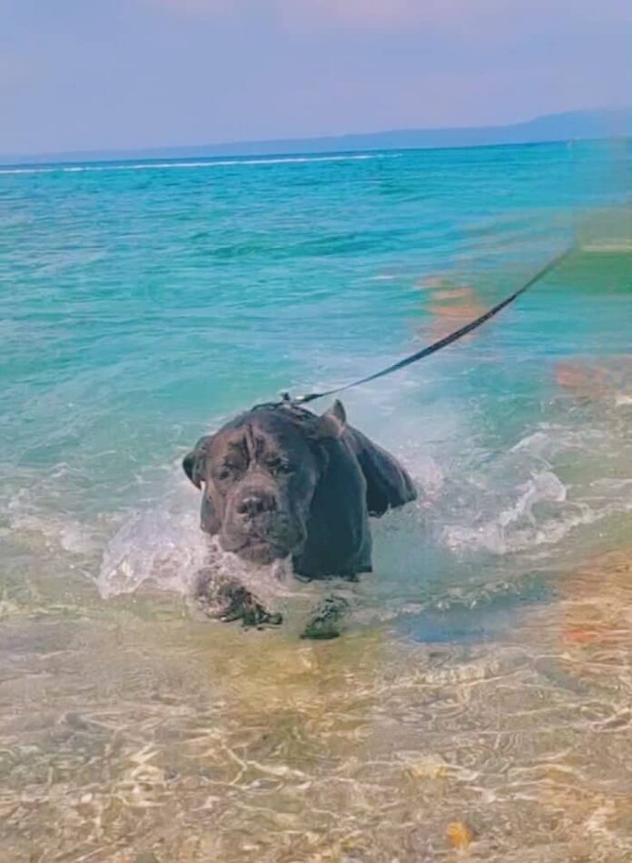 σκυλος
