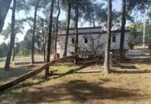 Πτώση δέντρου στο Ωραιόκαστρο απο τους ισχυρούς ανέμους