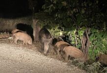 Βλάχος για αγριογούρουνα: Πρέπει να θανατώνονται – Το δυστύχημα με τους 2 νεκρούς και τους 4 τραυματίες στο Κιλκίς θα επαναληφθεί