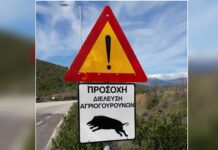 Πώς μπορούν να μειωθούν τα θανατηφόρα τροχαία με αγριογούρουνα- Εξηγεί ο καθηγητής Χρ. Βλάχος
