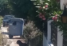 Ωραιόκαστρο: Σκληρές εικόνες τραυματισμένου αδέσποτου – Άφαντοι οι αρμόδιοι