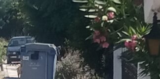 Ωραιόκαστρο: Σκληρές εικόνες τραυματισμένου αδέσποτου – Άφαντοι οι αρμόδιοι