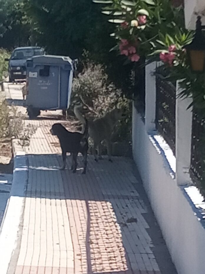 αδεσποτα