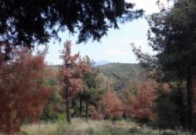 Κραυγή αγωνίας για το Σέιχ-Σου που απειλείται…