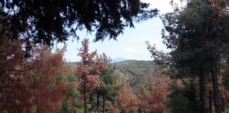Κραυγή αγωνίας για το Σέιχ-Σου που απειλείται…