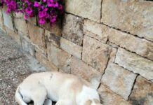 Ωραιόκαστρο: Τριγυρνά σαν χαμένο – Το ψάχνει κάνεις;